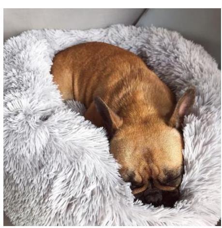 Calming Plush Donut Pet Bed for Small Dogs & Cats